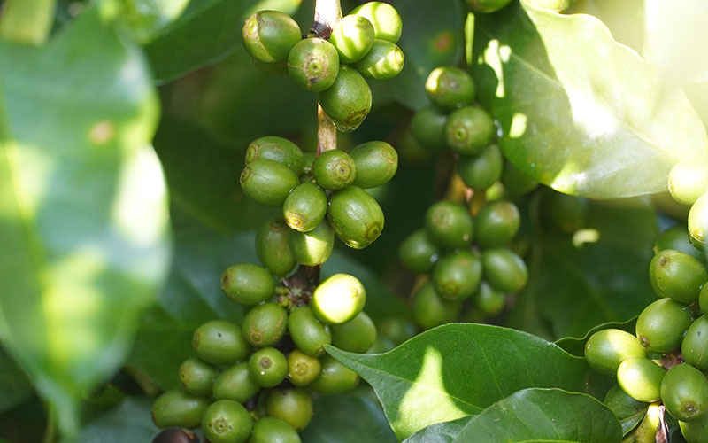 云南普洱60余萬畝咖啡果長(zhǎng)勢(shì)喜人 豐收在望